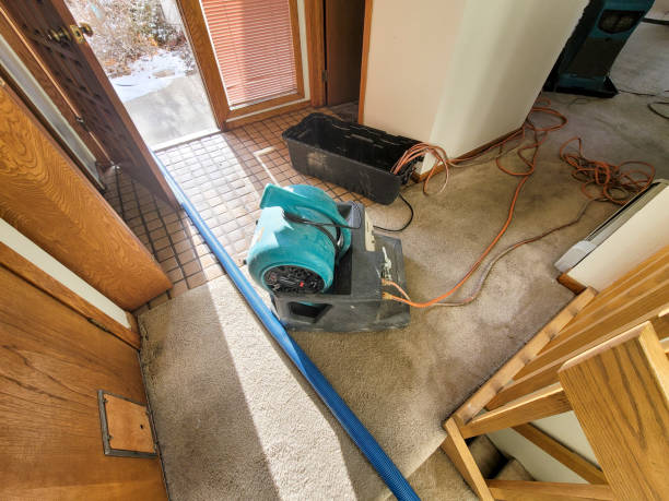 Best Mold removal after water damage  in La Grulla, TX